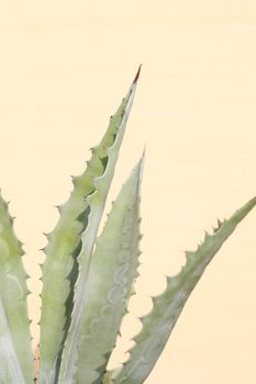 Abstract closeup of a cactus