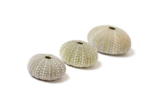 Fossilized sea urchins isolated on white