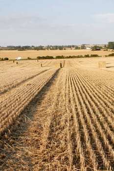 Bales of straw on a field
