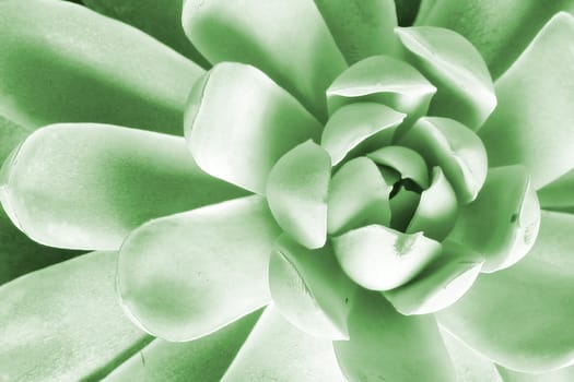 A closeup of a cactus plant