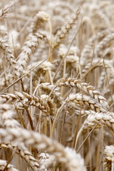 Closeup of ripe wheat outdoor