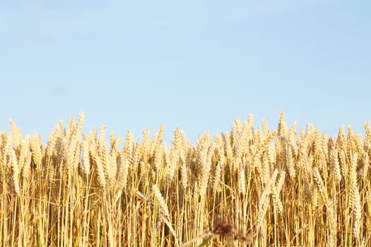 A beautiful corn field in a line