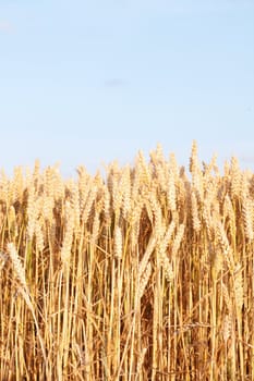 A beautiful corn field in a line