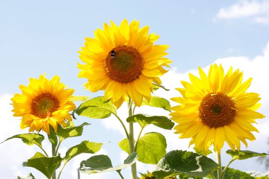 Beautiful sunflowers in the heat of summer