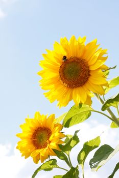 Beautiful sunflowers in the heat of summer