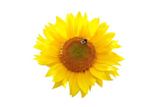 A sunflower isolated on white