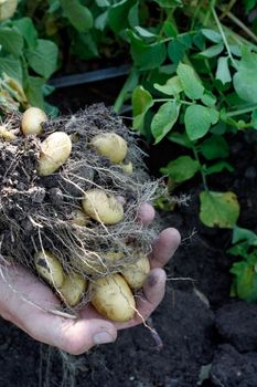 A hand holding potatoes