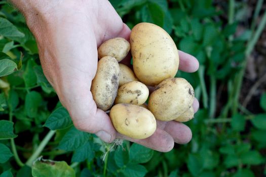 A hand holding potatoes