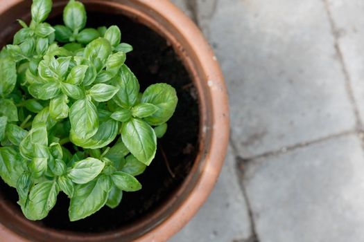 Green basil in a clay pot