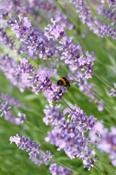 A bumblebee on a lavender