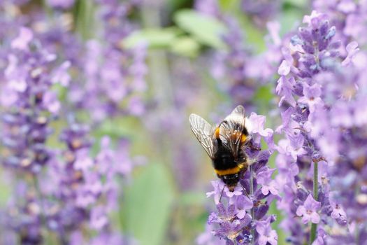 A bumblebee on a lavender