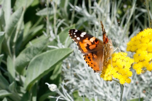 A butterflu on a yellow flower