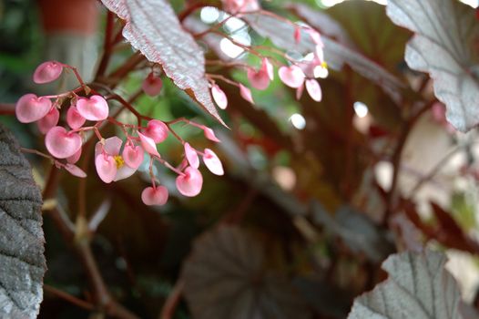 tropical flower that growth well in indonesia