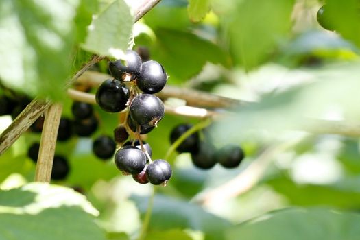 A hand holding some blackcurrants