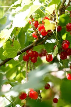 Delicious ripe red currants ready to be picked