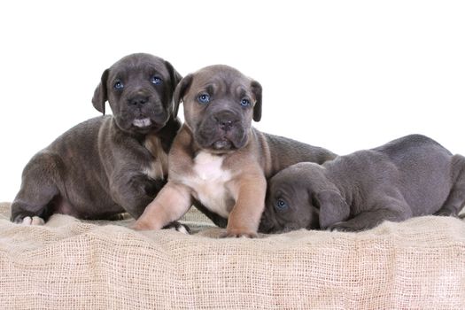 beautiful young puppy italian mastiff cane corso ( 5 weeks )