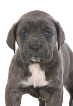 beautiful young puppy italian mastiff cane corso ( 5 weeks )