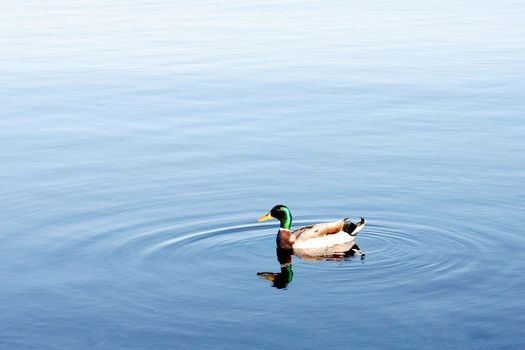 A duck swimming in water