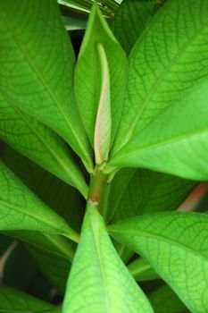 green leaf as background, suitable for environmental issue