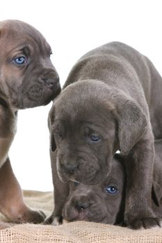 beautiful young puppy italian mastiff cane corso ( 5 weeks )