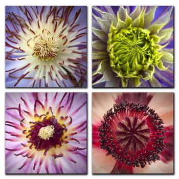 A collection of four colored flower in squares