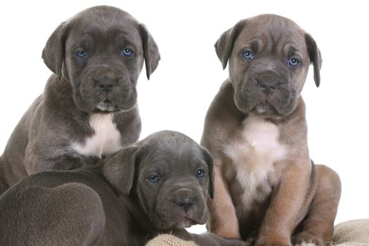 beautiful young puppy italian mastiff cane corso ( 5 weeks )