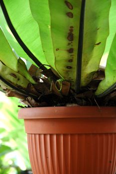 tropical flower that growth well in indonesia