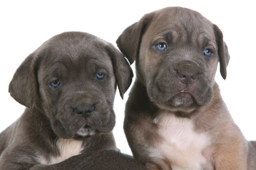 beautiful young puppy italian mastiff cane corso ( 5 weeks )