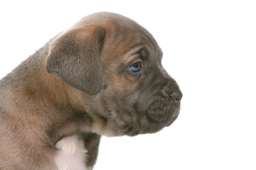 beautiful young puppy italian mastiff cane corso ( 5 weeks )