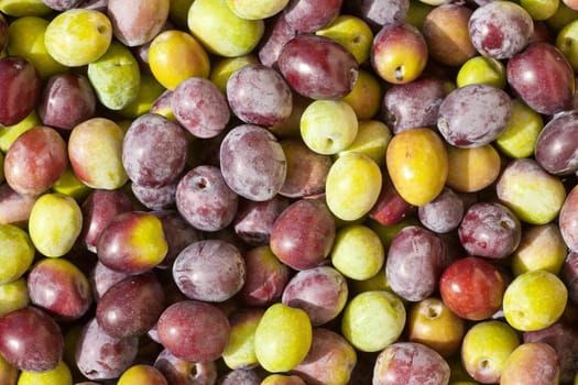 Background texture pattern of freshly harvested green and black (red) olives close-up.