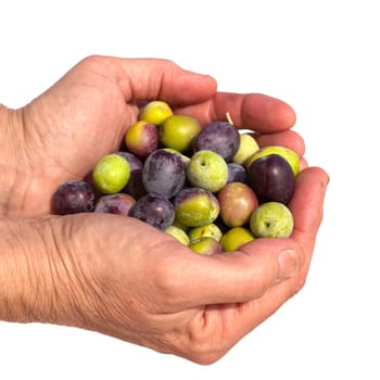 Cupped hands full of freshly harvested ripe green and black olives isolated on white.