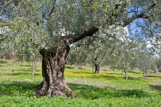 Grove of olive trees (Olea europaea) with cover of yellow booming floers on the ground.