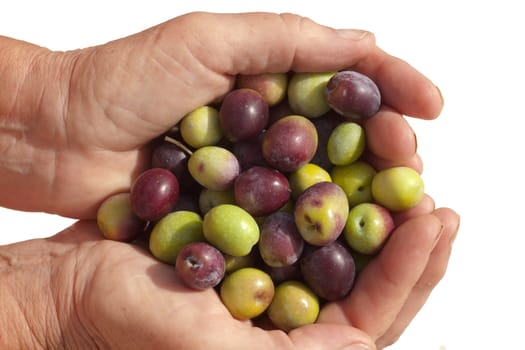 Cupped hands full of freshly harvested ripe green and black olives isolated on white.