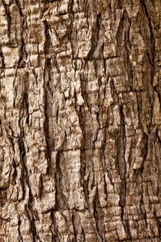 Olive tree (Olea europaea) bark background texture pattern.