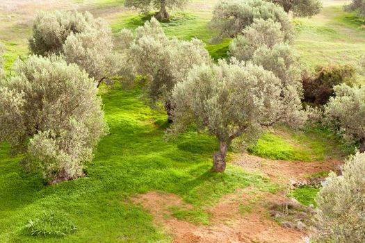 Grove of olive trees (Olea europaea) with dense cover of sweet clover (Melilotus) on the ground.