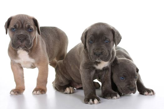 beautiful young puppy italian mastiff cane corso ( 5 weeks )