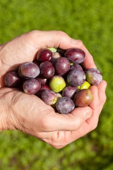 Cupped hands full of freshly harvested ripe green and black olives.