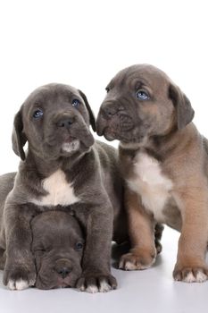 beautiful young puppy italian mastiff cane corso ( 5 weeks )