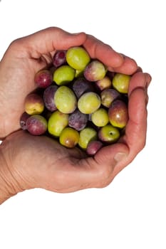 Cupped hands full of freshly harvested ripe green and black olives isolated on white.