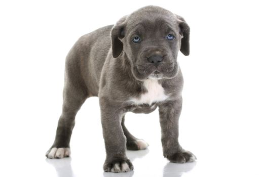 beautiful young puppy italian mastiff cane corso ( 5 weeks )