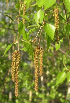 Seeds of a birch