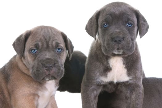 beautiful young puppy italian mastiff cane corso ( 5 weeks )