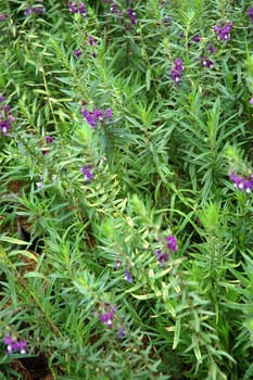 lavender that can be used for medicine/ pharmacy industry