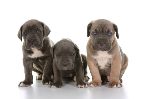 beautiful young puppy italian mastiff cane corso ( 5 weeks )