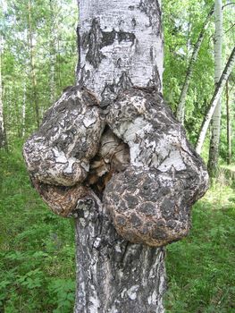 Outgrowth on a birch
