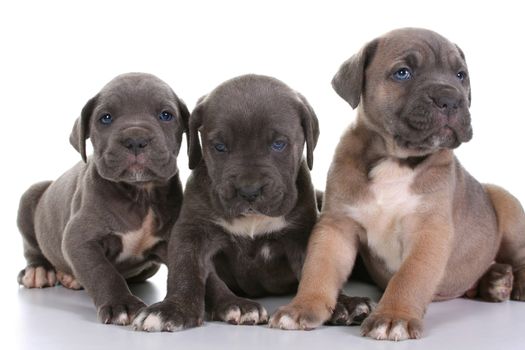 beautiful young puppy italian mastiff cane corso ( 5 weeks )