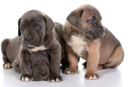 beautiful young puppy italian mastiff cane corso ( 5 weeks )