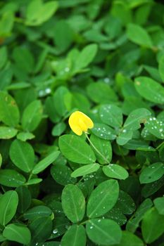 green leaf as background, suitable for environmental issue