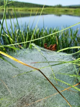 Morning dew on a web