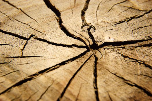 Brown circular cross section of tree trunk